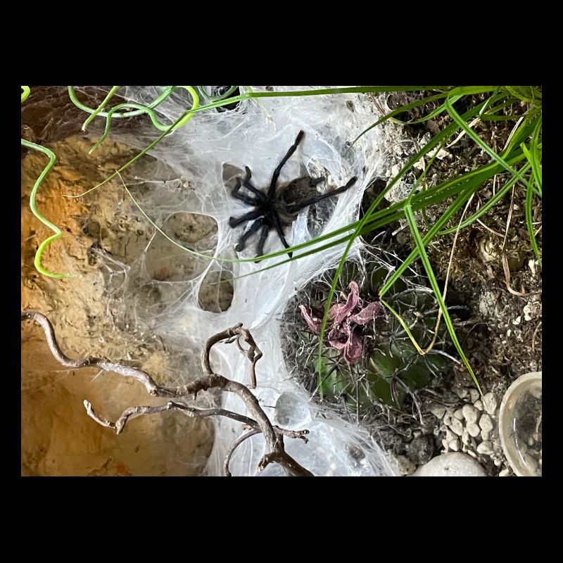 Tarantula in the web