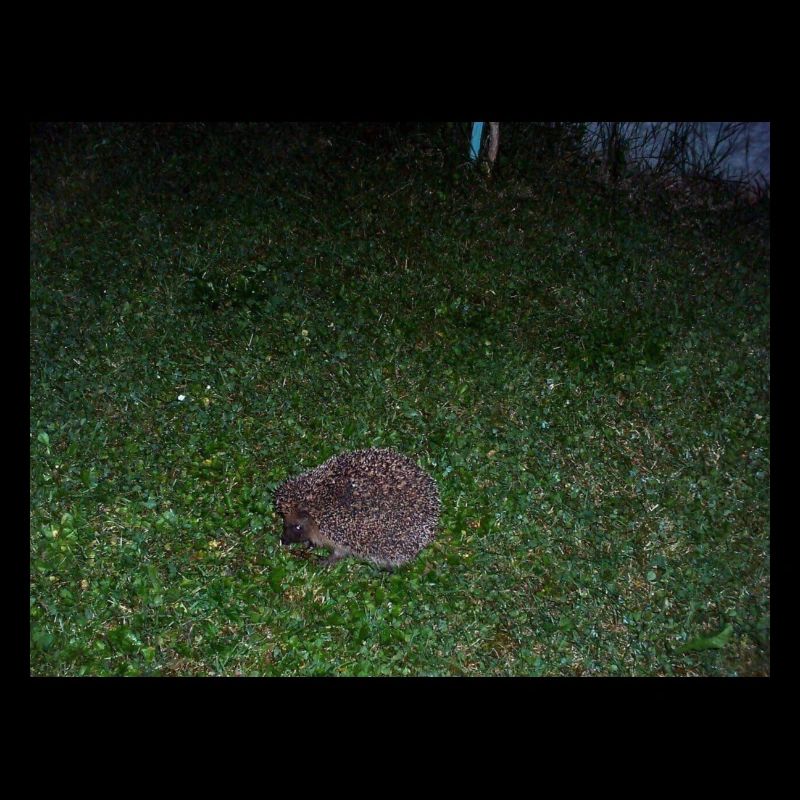 Igel