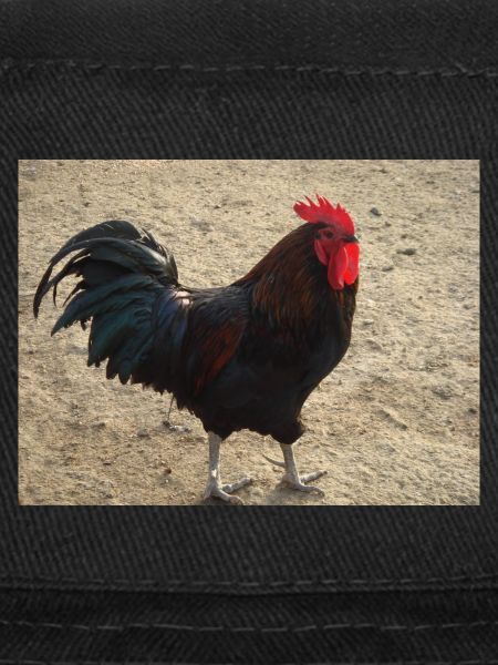 Rooster with black feathers