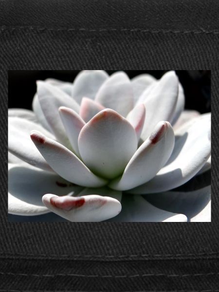 Sukkulente Echeveria