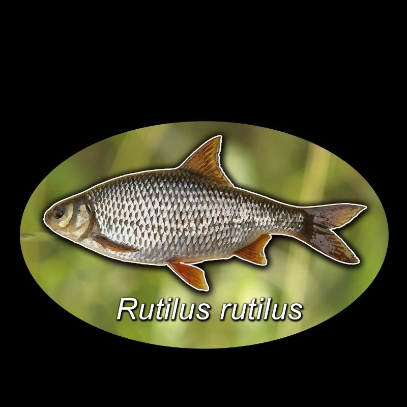 Roach with green background