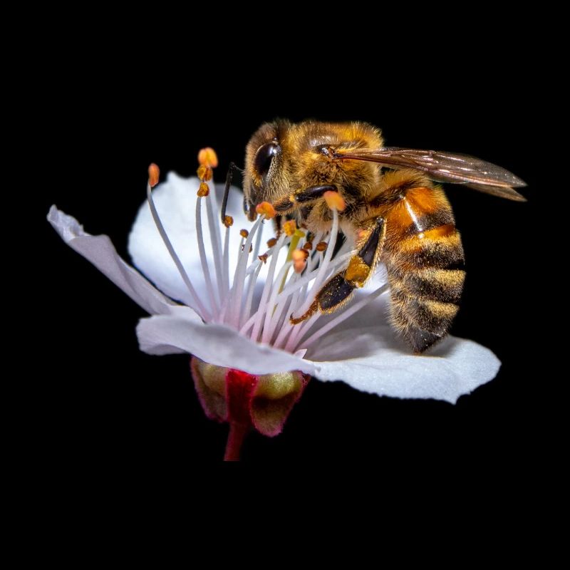 Bee / Bee