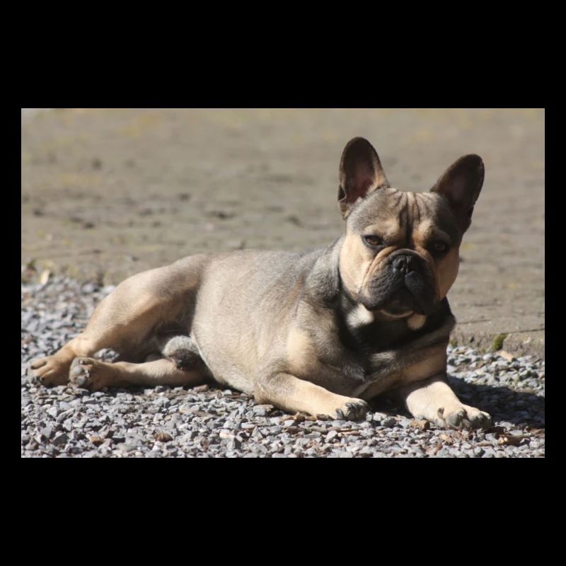 Diable bouledogue français petit molose.