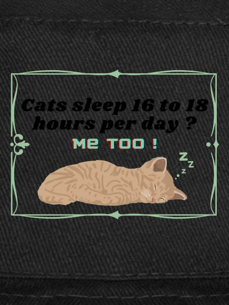 cats sleep