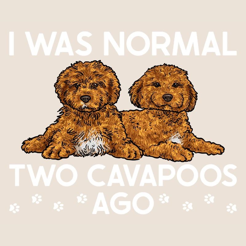 Cavapoo Cavoodle Capoodle Dog