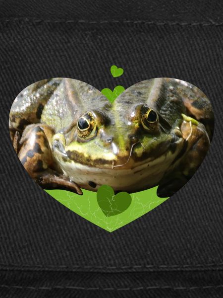 Frog Toad Frogs Prince