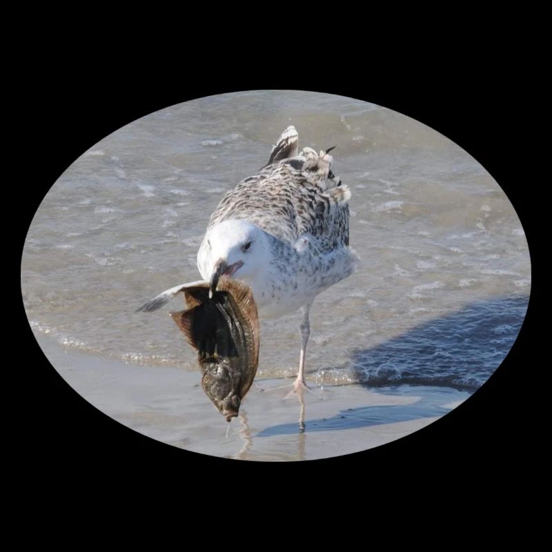 Die Möwe hat ein Leckerbissen - eine Scholle