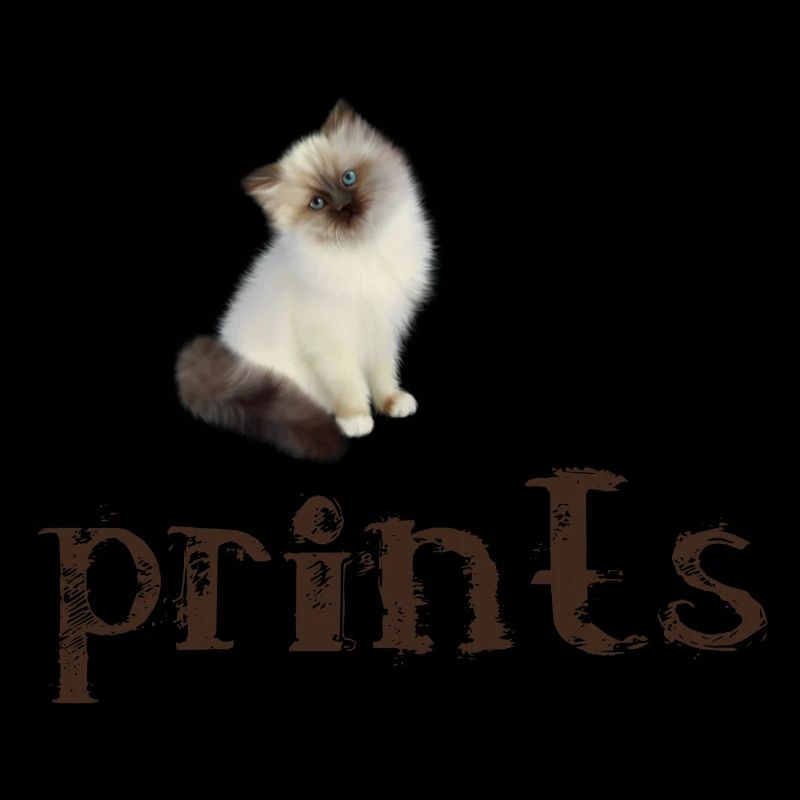 Brown/White Birman Cat