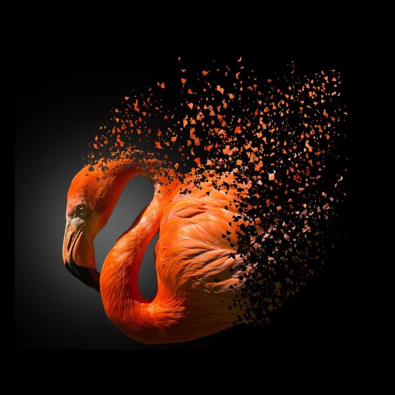 flamingo