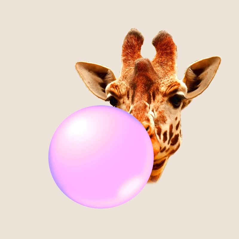 Girafe Avec chewing-gum
