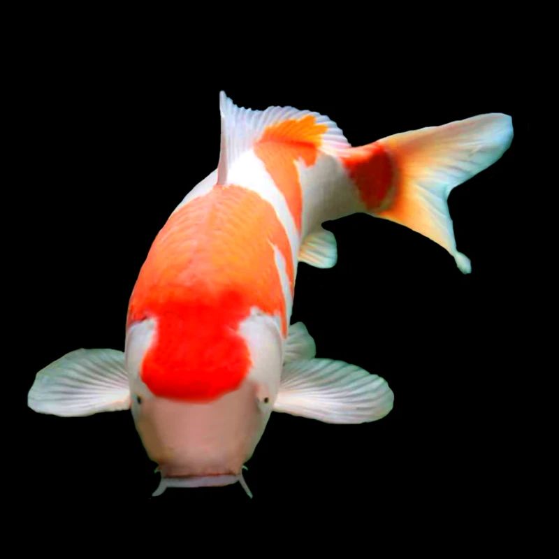kohaku