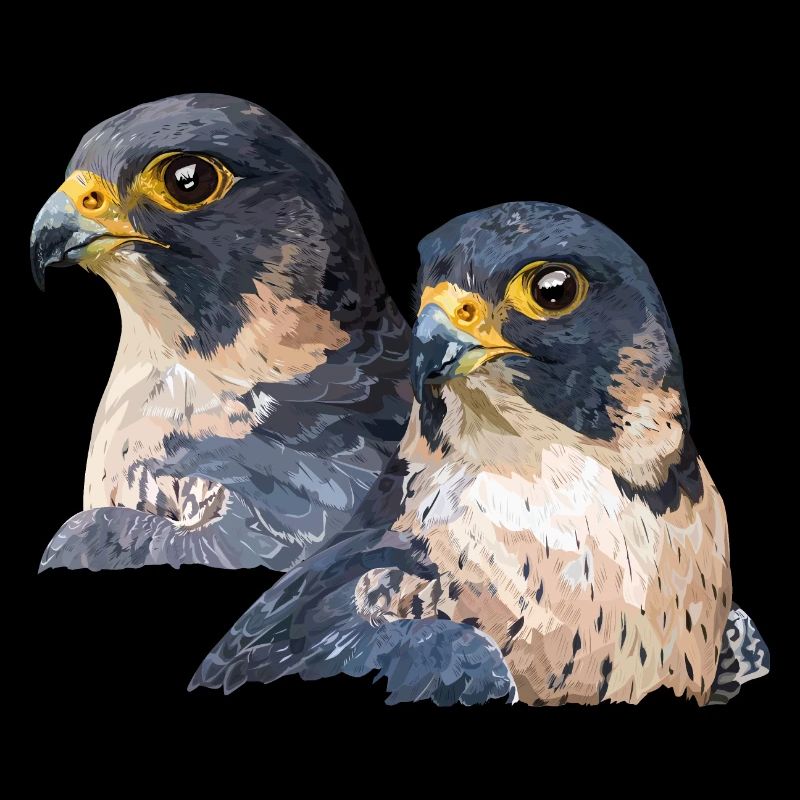 Peregrine falcon