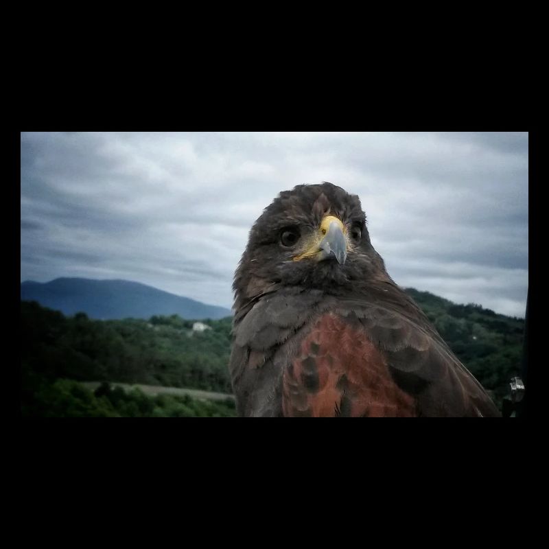 Golden eagle on mountainous landscape