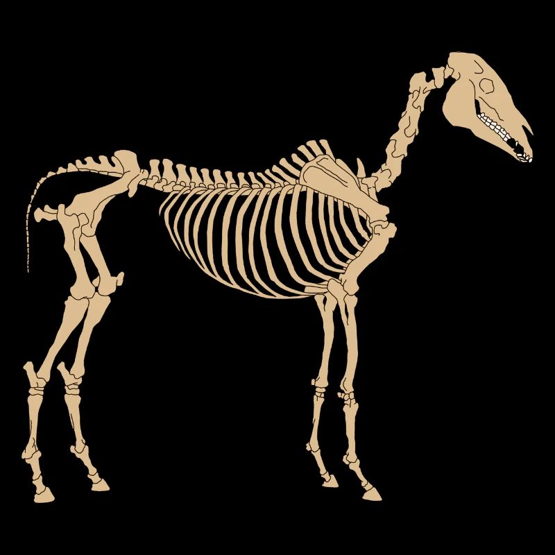 Pferde Skelett Knochen Gerippe