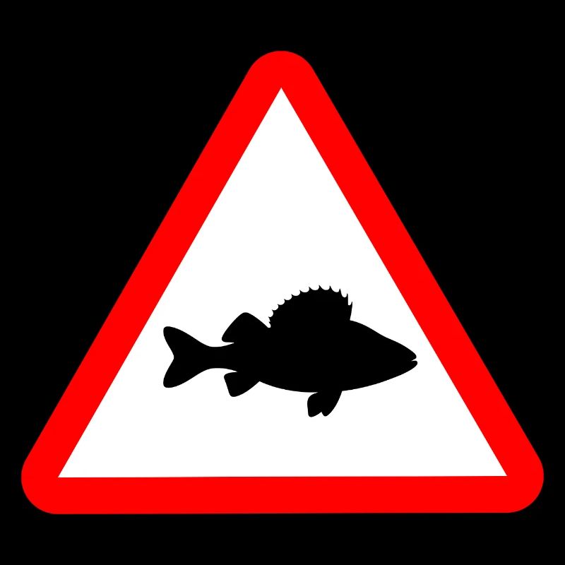 Attention perche Perca fluviatilis Pêche