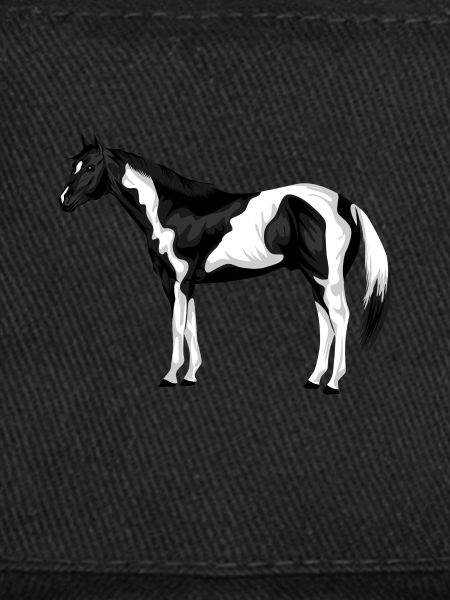 American Paint Horse