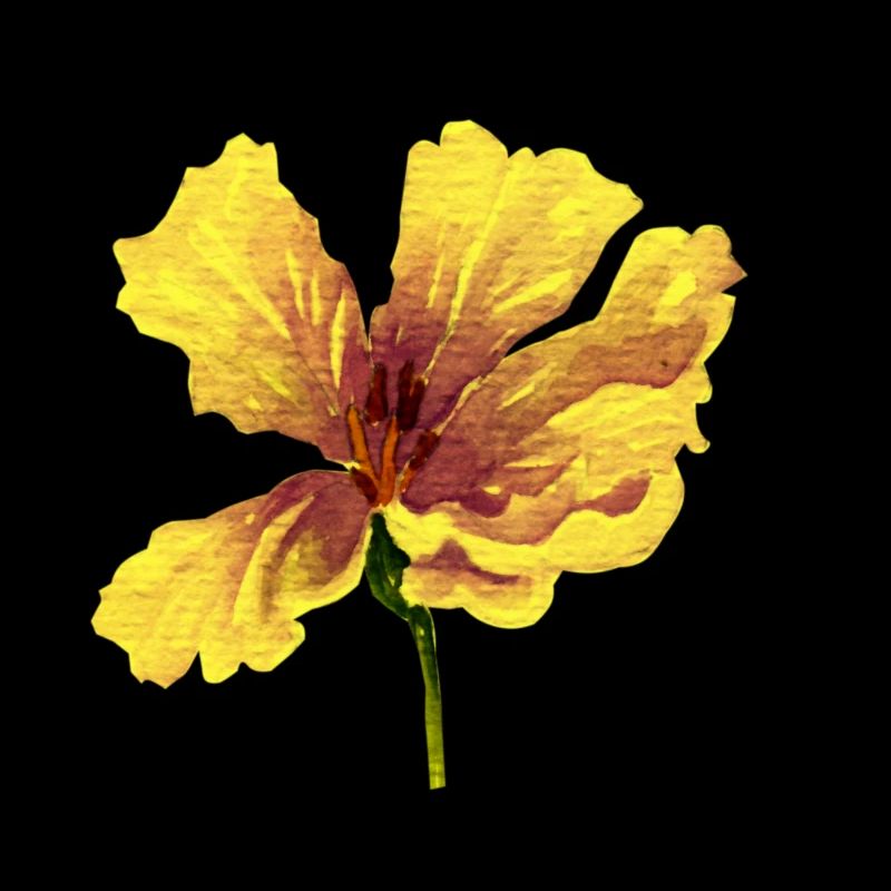 Blume