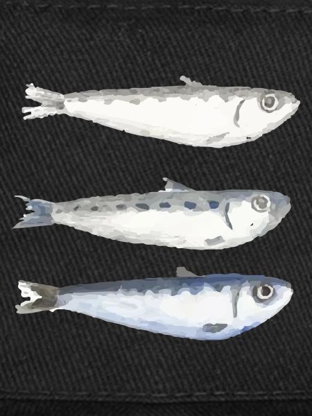 sardine