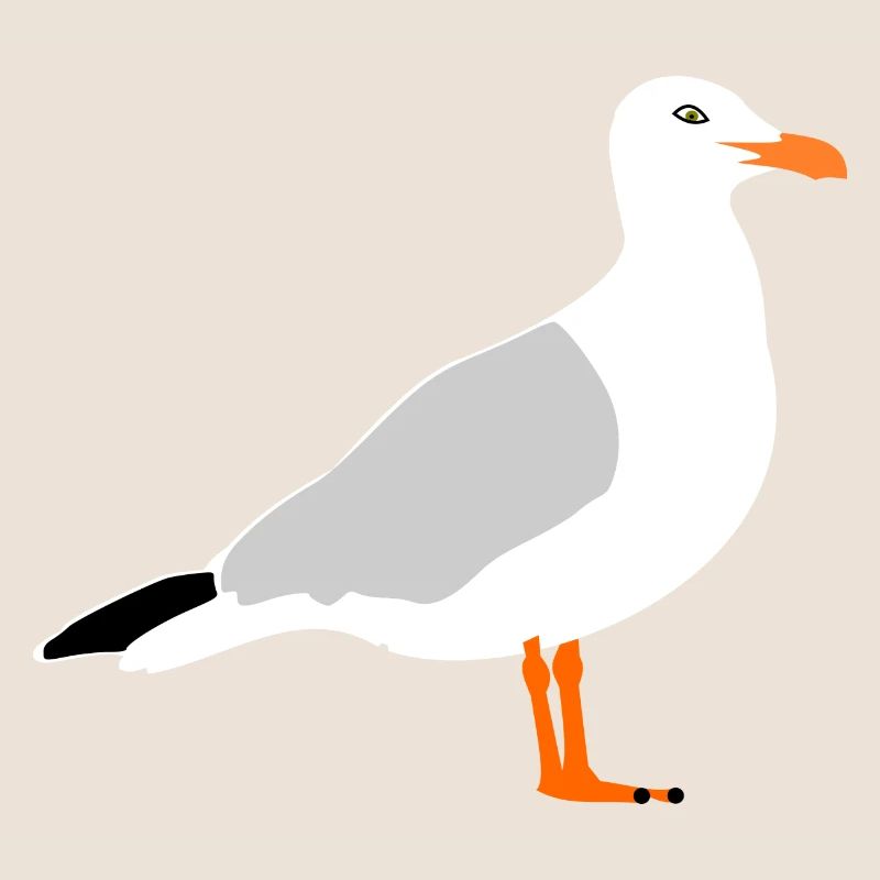 Möwe