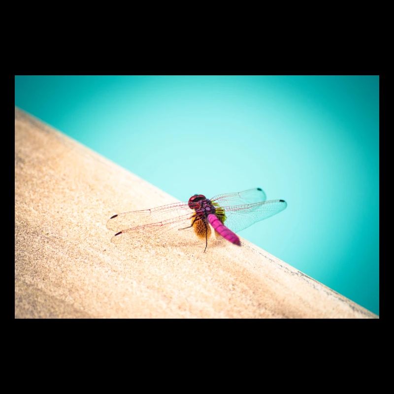 Dragon-Fly