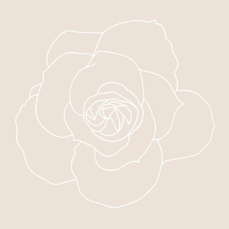 Rose blanche