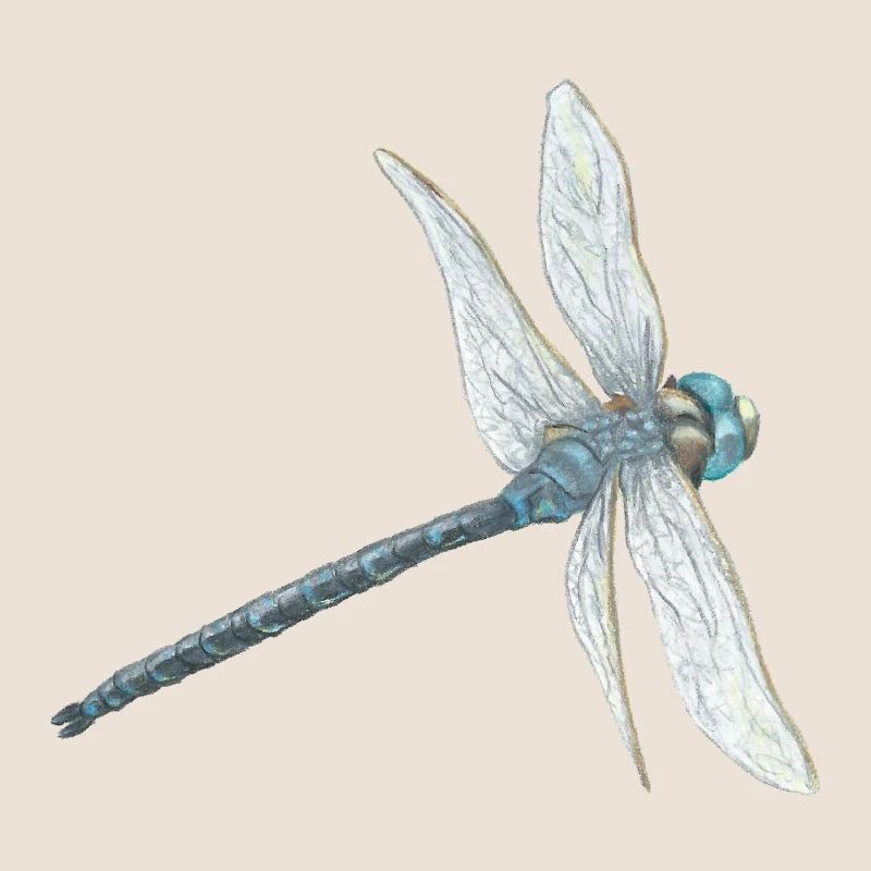 Illustration de libellule sarcelle