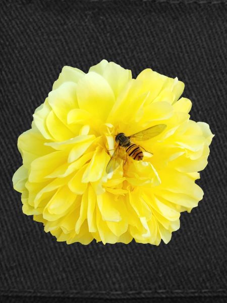 Yellow_Rose_-_Bee_Nature_Photography
