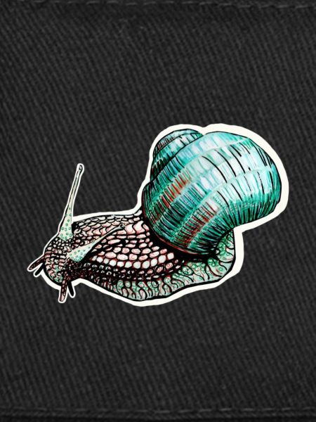 Snail with snail shell