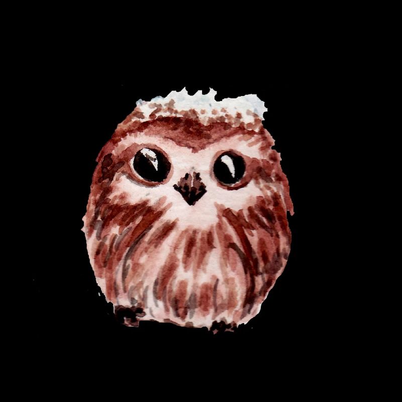 Bébé chouette