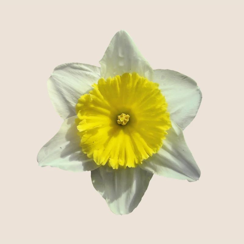 fleur de narcisse