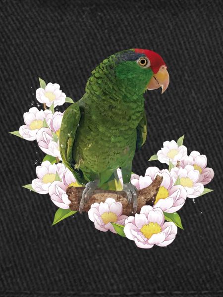 Le perroquet Tamaulipas