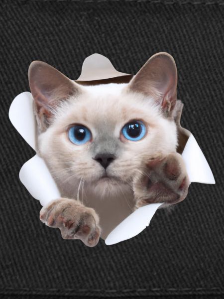 Bébé chat du monde caché