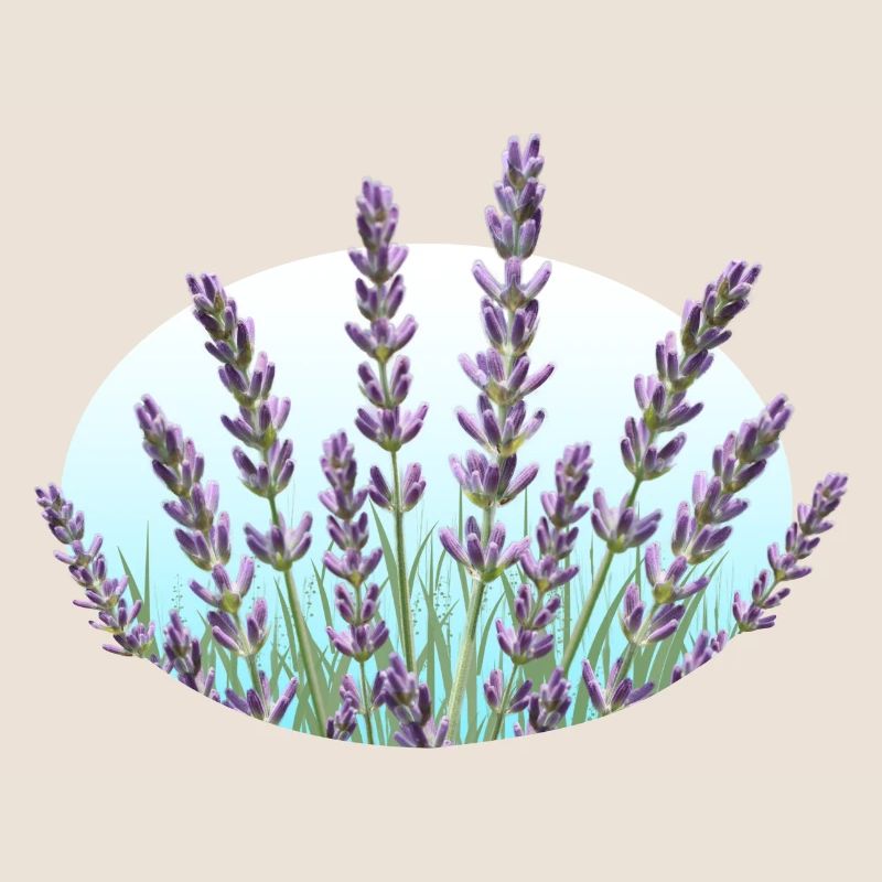 Lavender Lavender Stalks Lavender Field