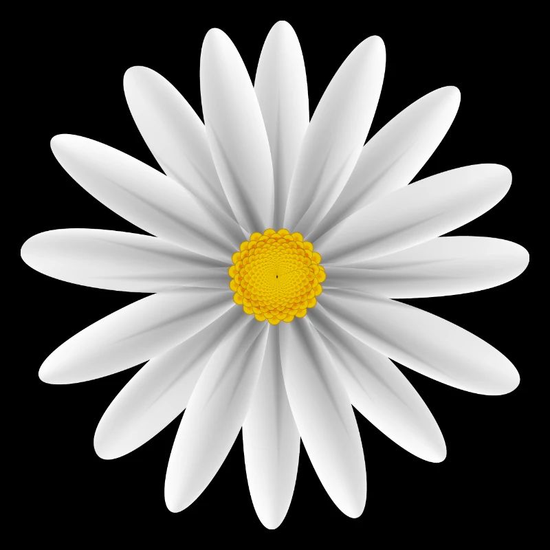 Daisy blanc vers le bas