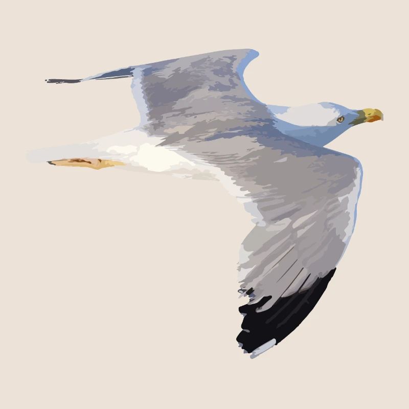 mouette
