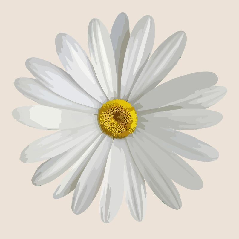 daisy