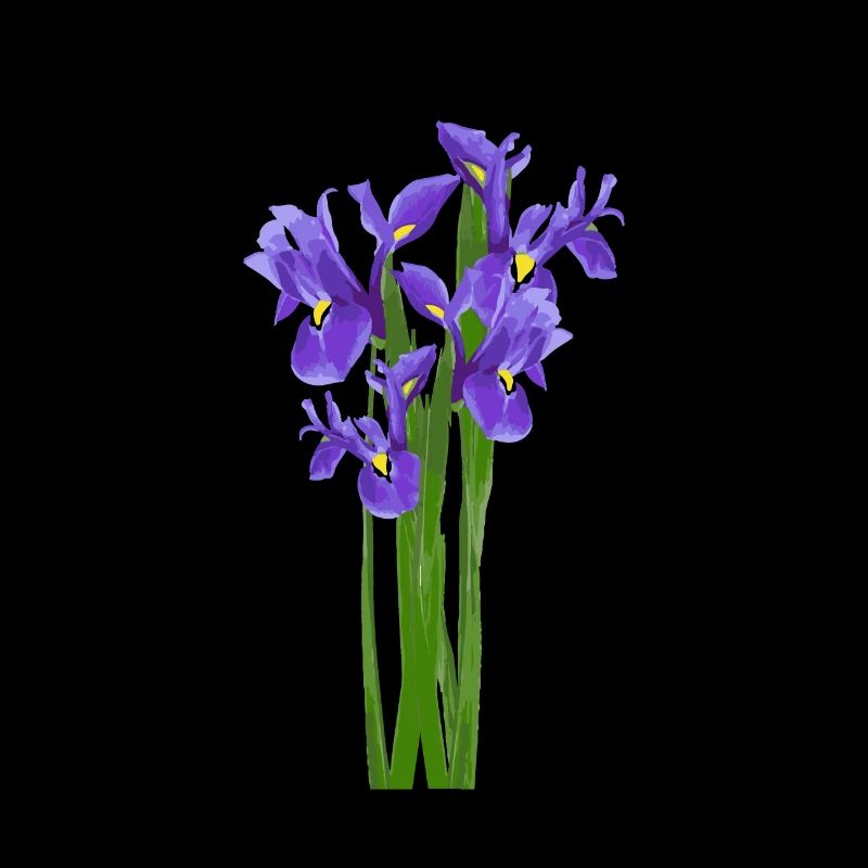 Fleurs Printemps Iris iris - Idée de cadeau