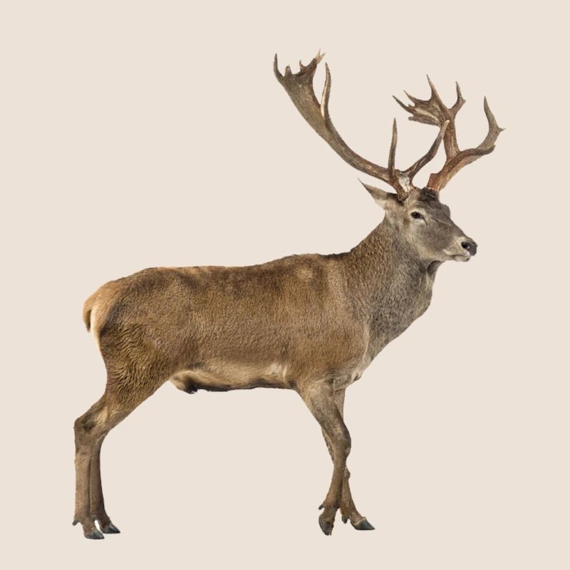 Cerf élaphe