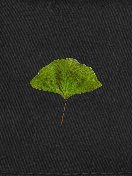 Ginko couleur