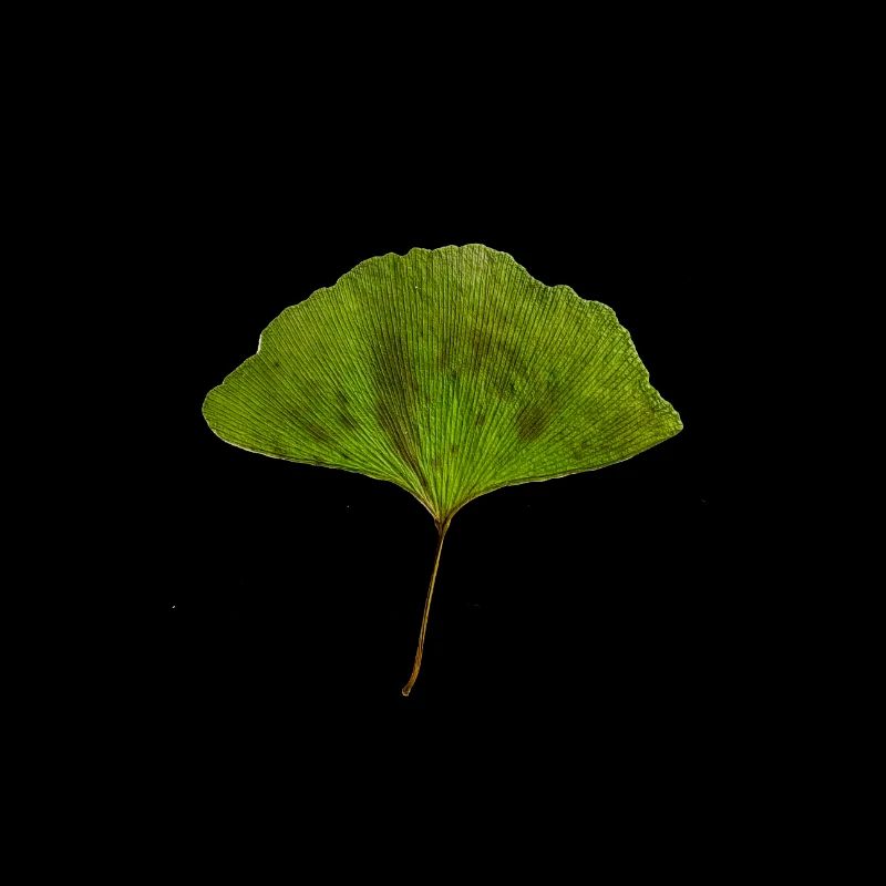 Ginko farbe