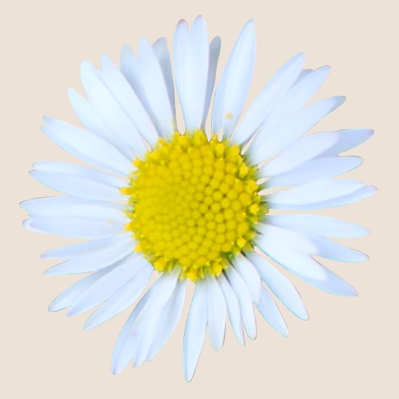 Gänseblümchen