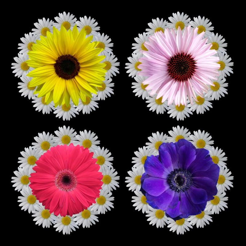 Gerbera Blossom Daisies Sunflower Floral Pattern