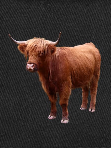 Scottish Highland cattle