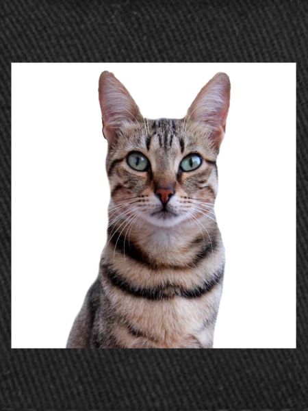 Chat chat chaton doux