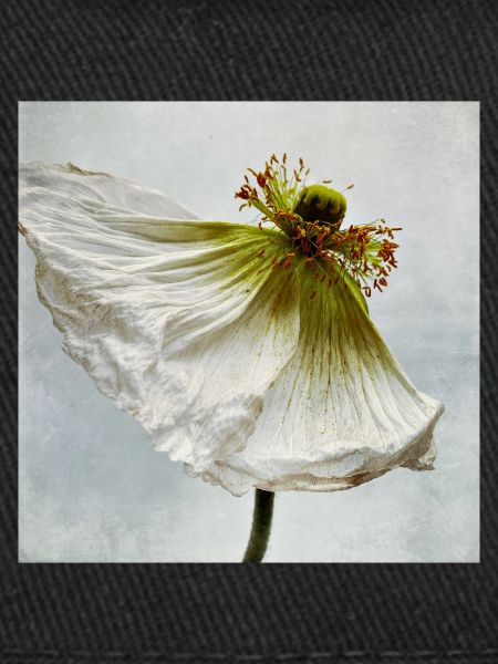 Coquelicot blanc