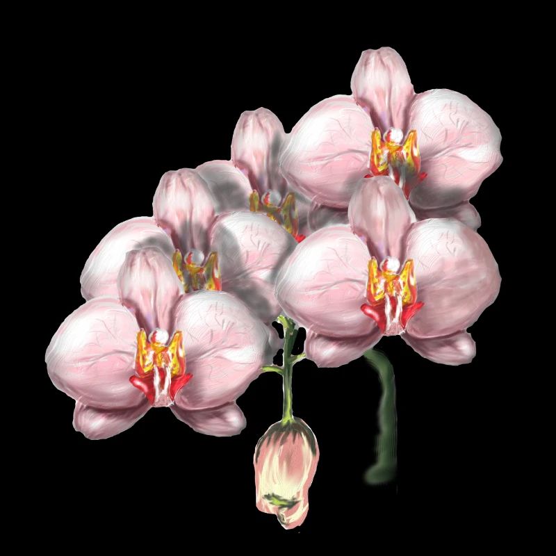 Illustration de fleurs d’orchidée rose