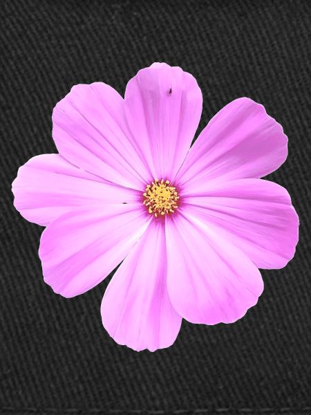Blume