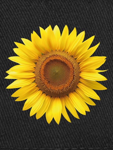 Tournesol