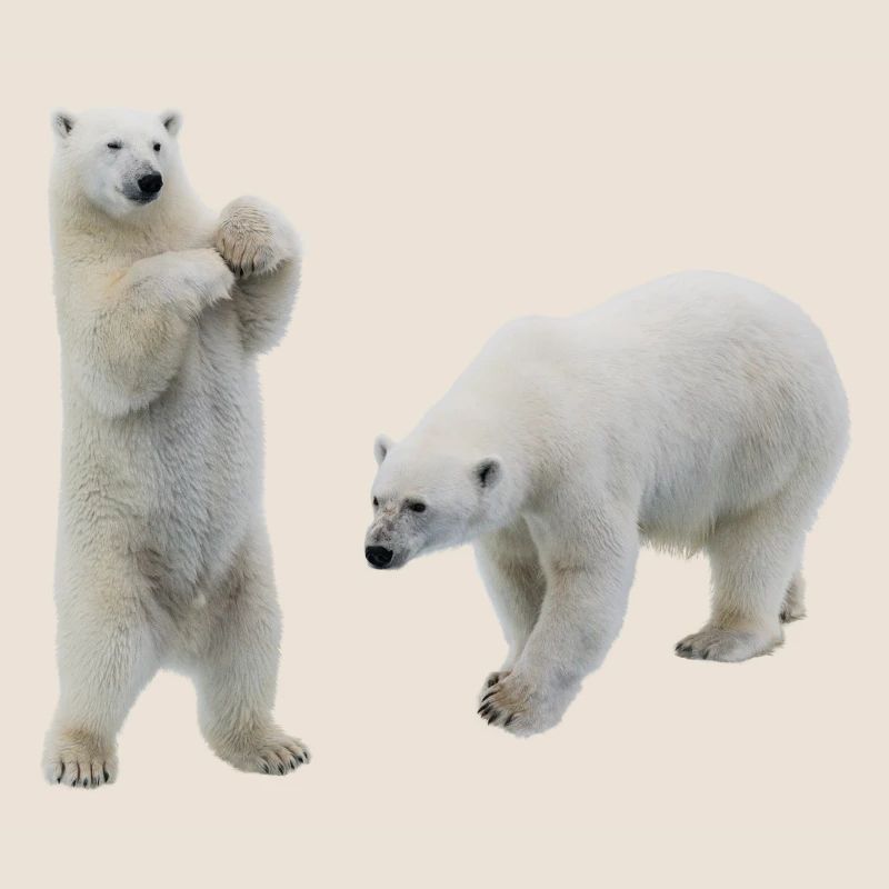 Eisbär