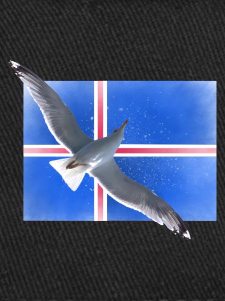 Mouette d’Iseland